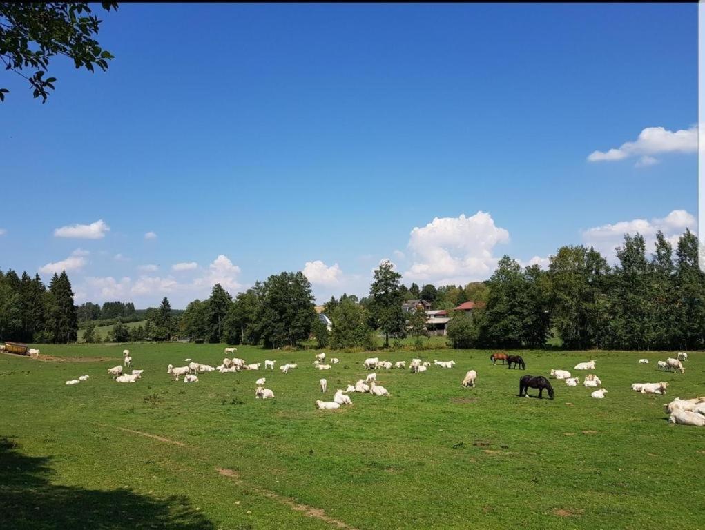Landgasthof Gruener Baum Regnitzlosau Eksteriør billede